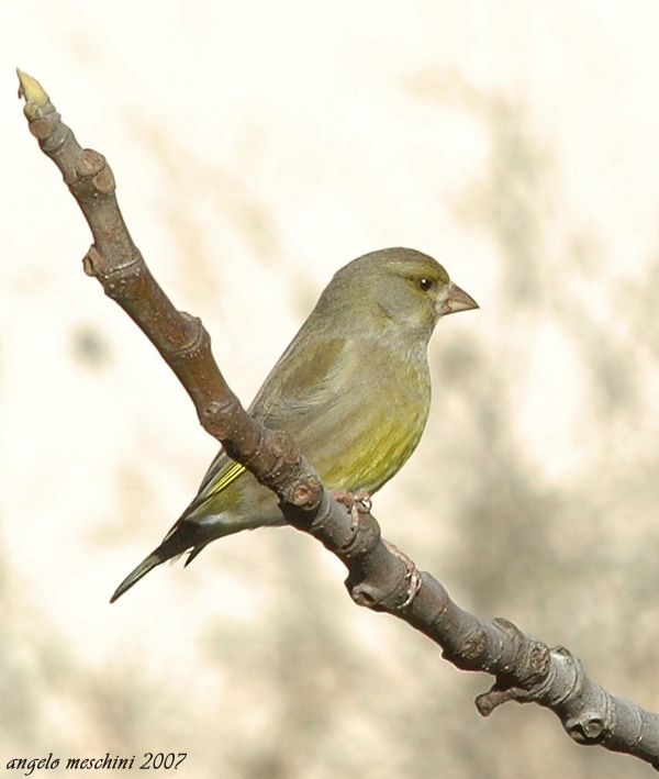 Verdone. Carduelis chloris